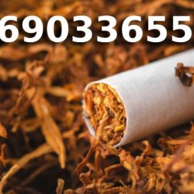 Super jakości TYTOŃ z akcyzą 85 PLN/1KG